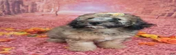 Saint Berdoodles dogs for sale: Stella Bella - Mini Saint Berdoodle - Ad 7