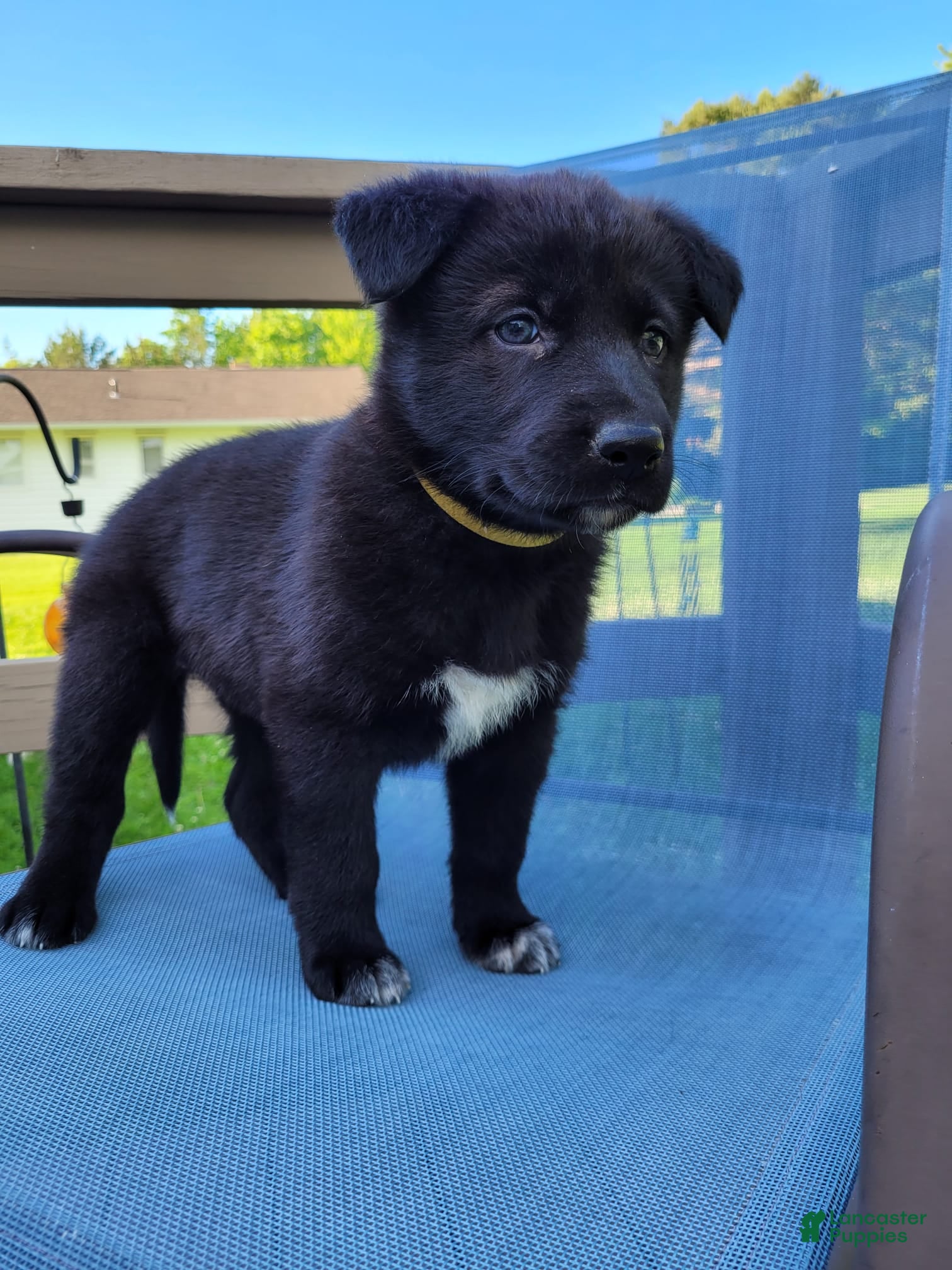 Mixed Breed dogs Luna - Ad 1
