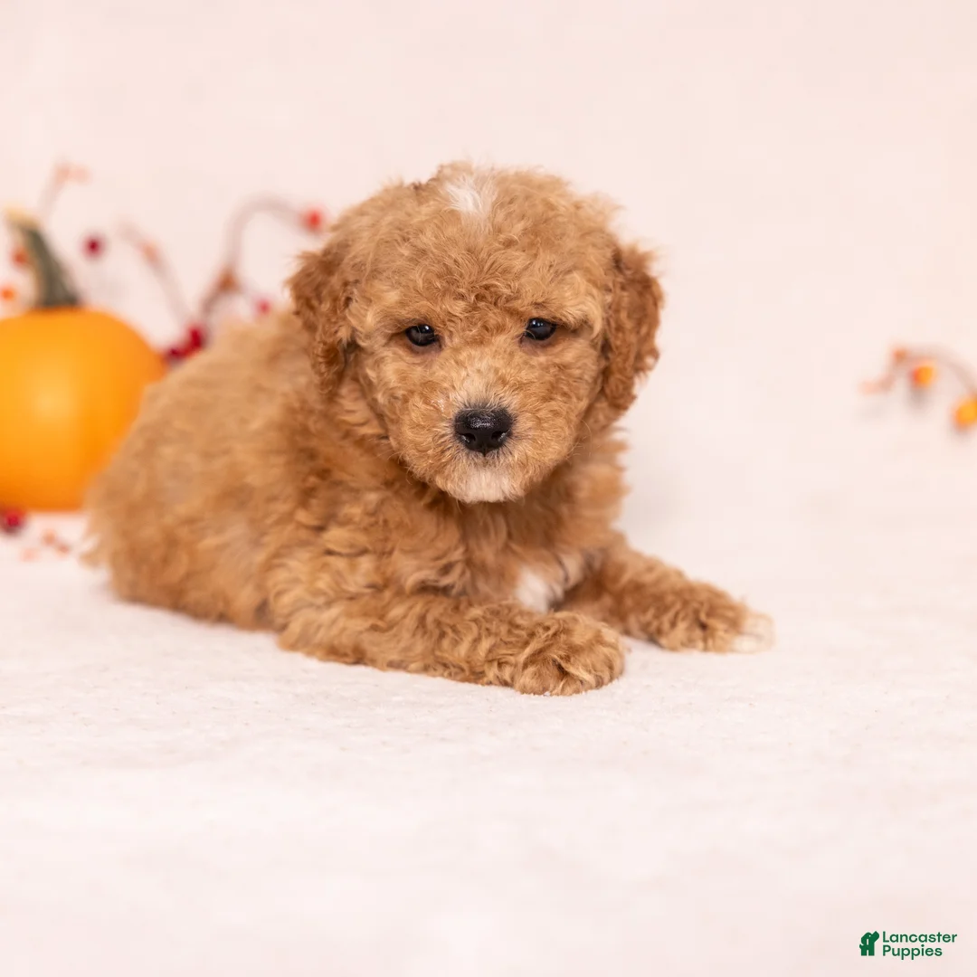 Miniature Poodle dogs for sale: Ozzy - Ad 2