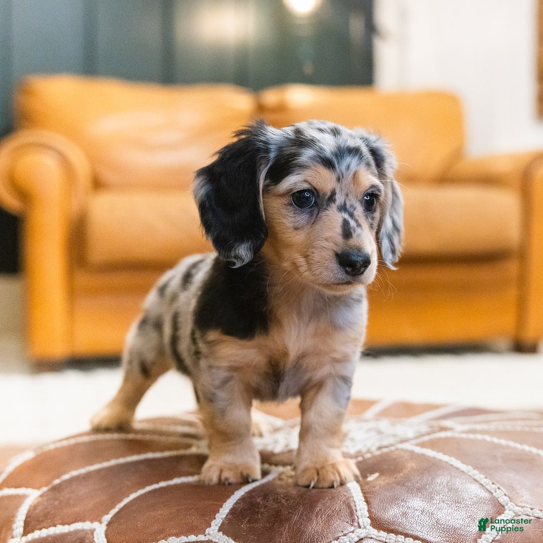 Miniature Dachshund dogs for sale: Max - Ad 5