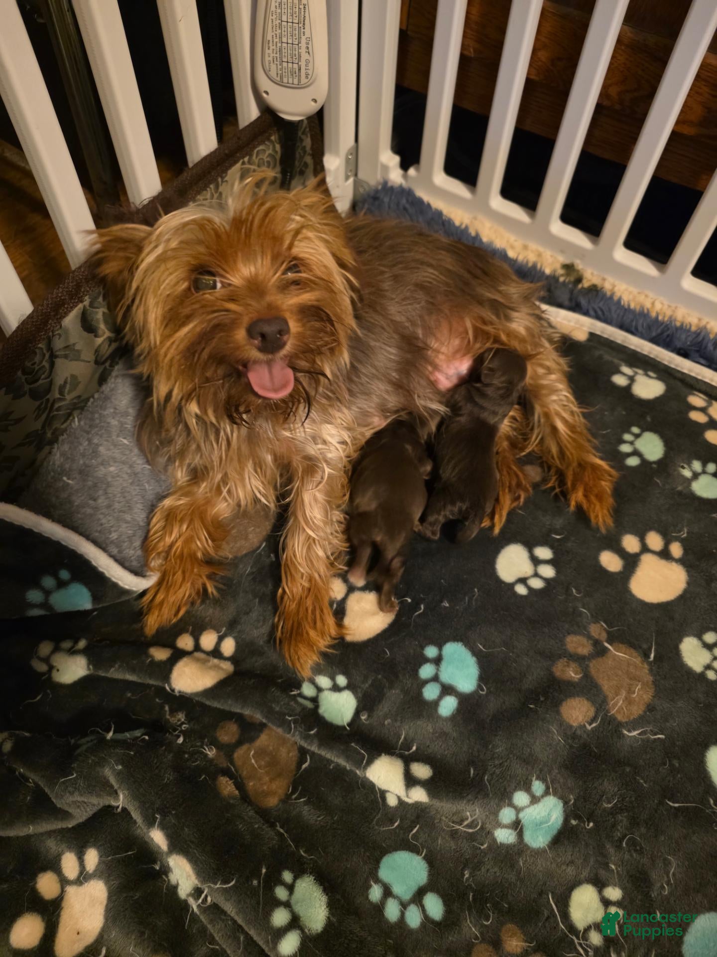 Yorkshire Terrier dogs for sale: Yorkshire Terrier  female 1 - Ad 2