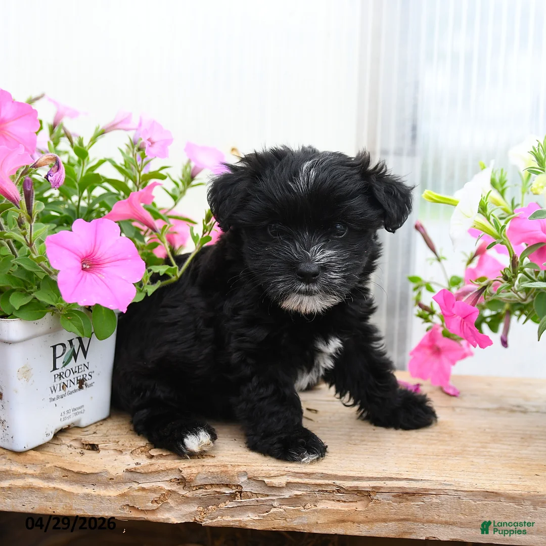 Morkie dogs for sale: Anne - Ad 2