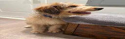 Double Doodle dogs for sale: Enzo- Doodle mix Puppy - Ad 8