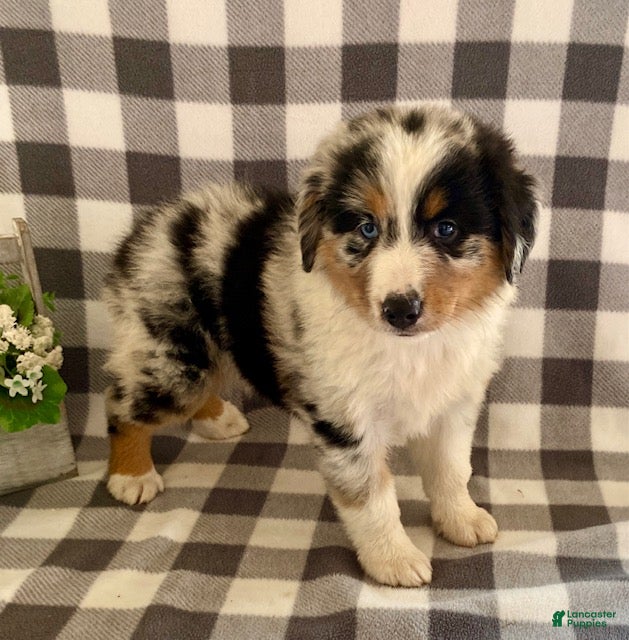 Australian Shepherd dogs Suzy - Ad 1