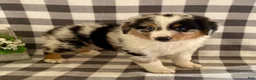 Australian Shepherd dogs for sale: Suzy - Ad 1