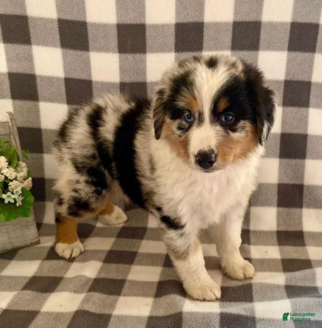 Australian Shepherd dogs for sale: Suzy - Ad 1