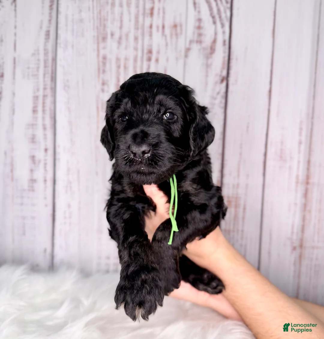 Goldendoodle dogs for sale: Goldendoodle Green  - Ad 1