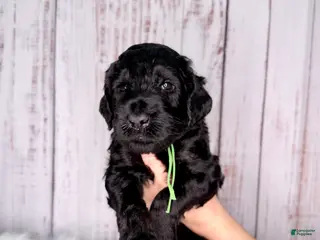 Goldendoodle dogs Goldendoodle Green - Ad 3