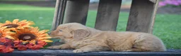 Golden Retriever dogs for sale: Prescott - Ad 6