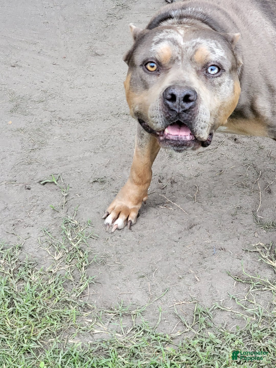 American Bully dogs for sale: American Bully Puppy 1 - Ad 12