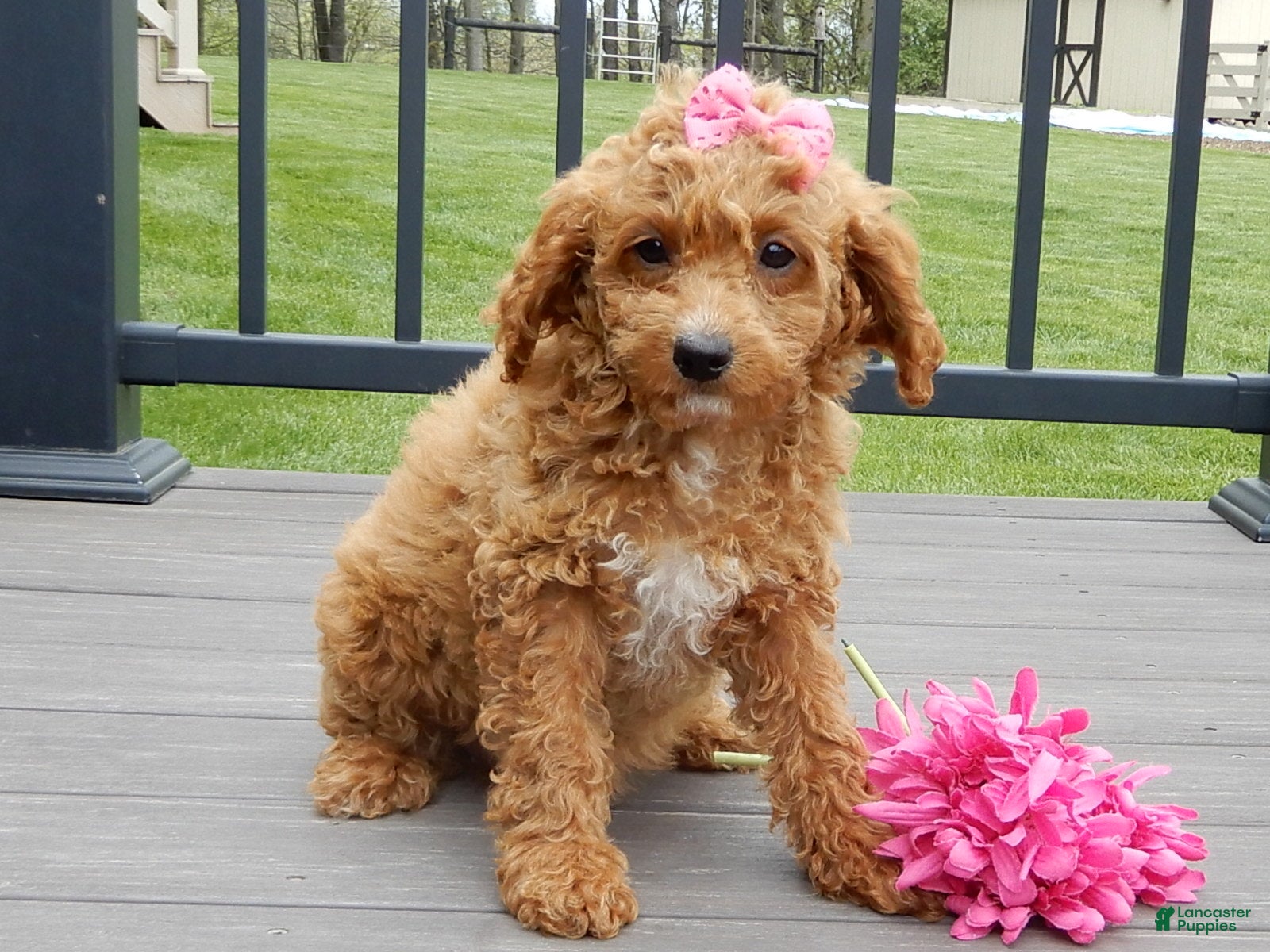 Cavapoo dogs Penny - Ad 2