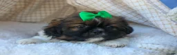 Shih Tzu dogs for sale: RUSTY - Ad 9