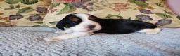 English Springer Spaniel dogs for sale: Beth - Ad 7