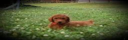 Standard Poodle dogs for sale: Rosa moyen - Ad 3