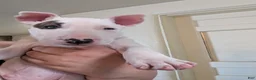Bull Terrier dogs for sale: Bull Terrier Puppy 2 - Ad 1
