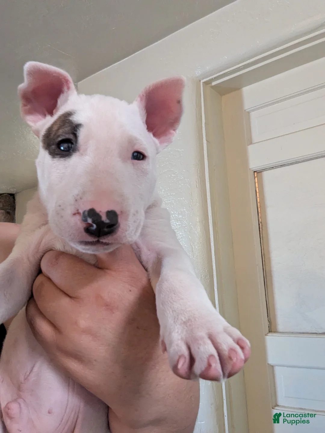 Bull Terrier dogs for sale: Bull Terrier Puppy 2 - Ad 1