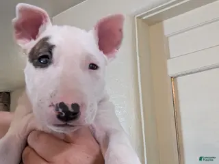 Bull Terrier dogs Bull Terrier Puppy 2 - Ad 7