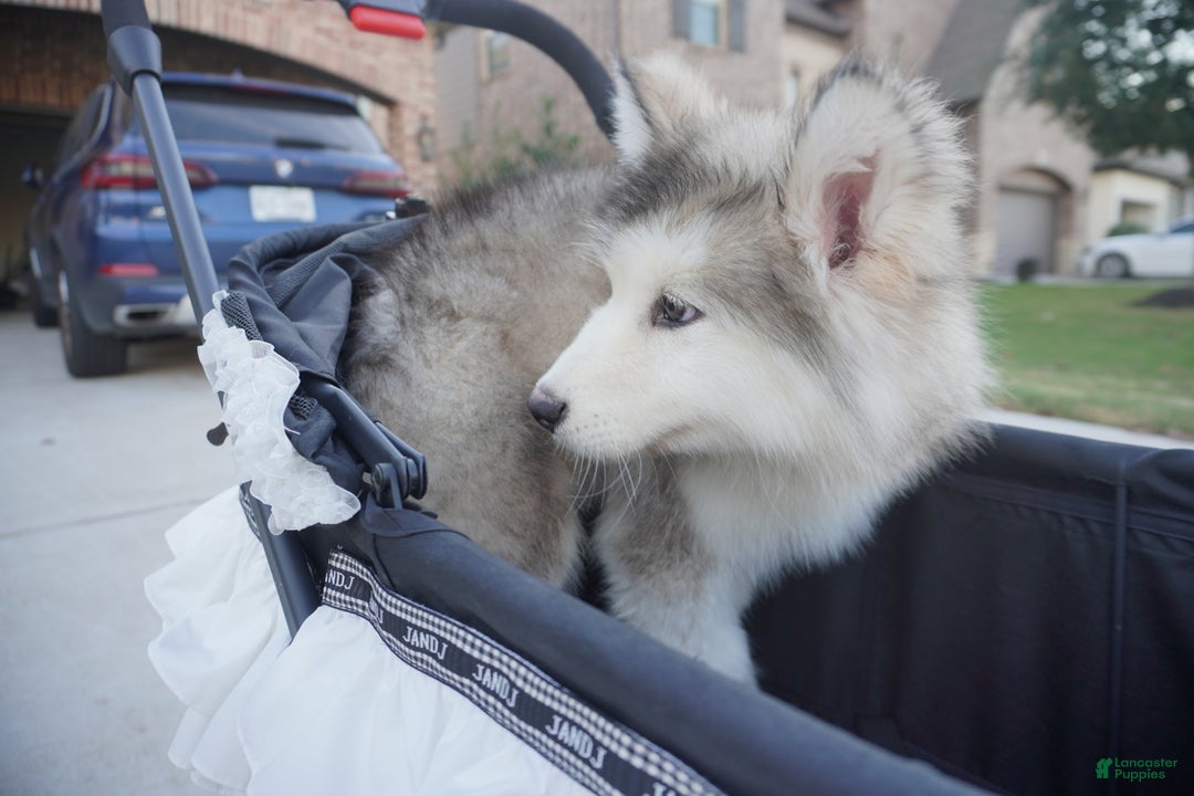 Alaskan Malamute dogs for sale: Xiao Lv - Ad 17