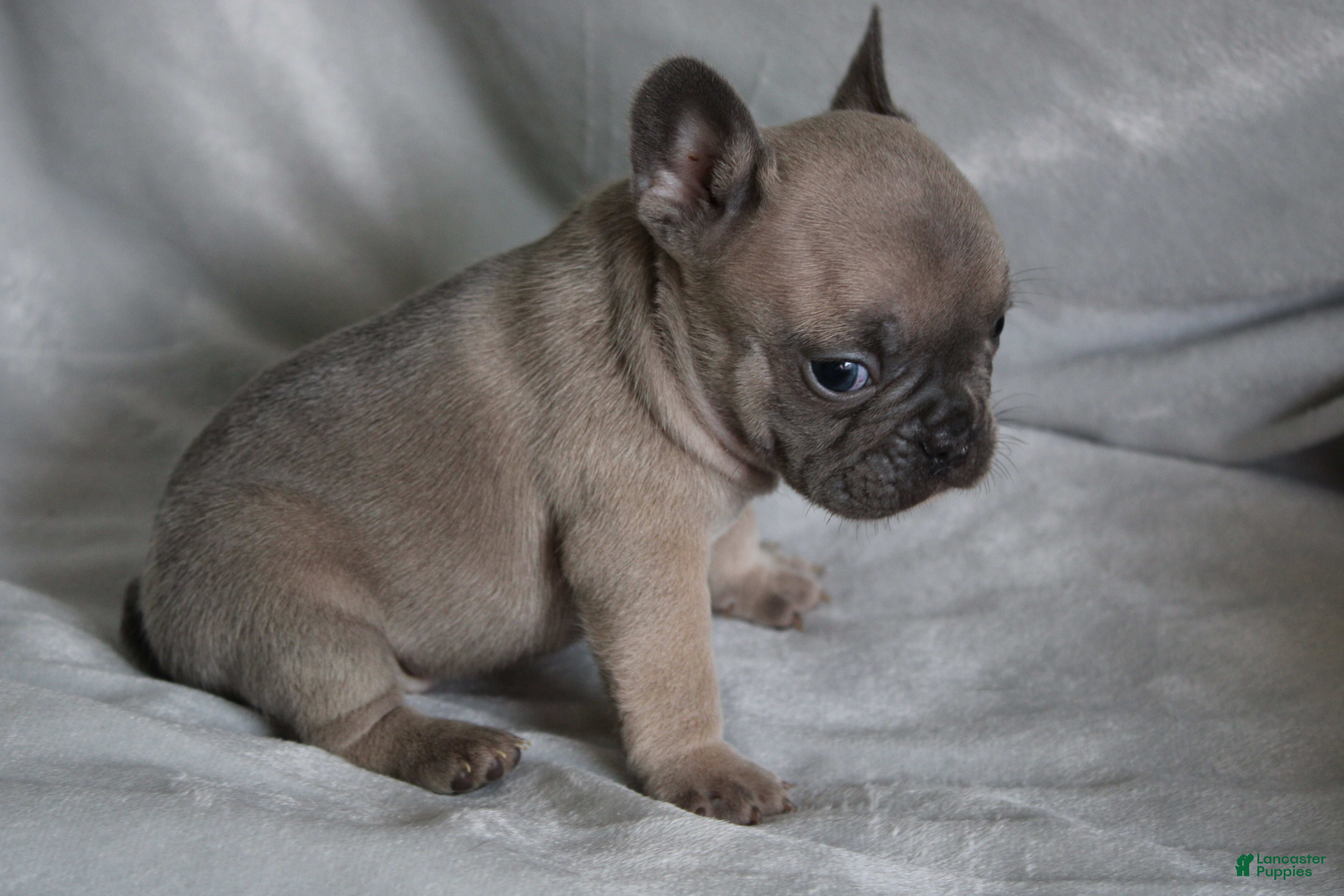 French Bulldog dogs SCRAPPY - Ad 40