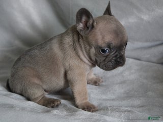 French Bulldog dogs SCRAPPY - Ad 19