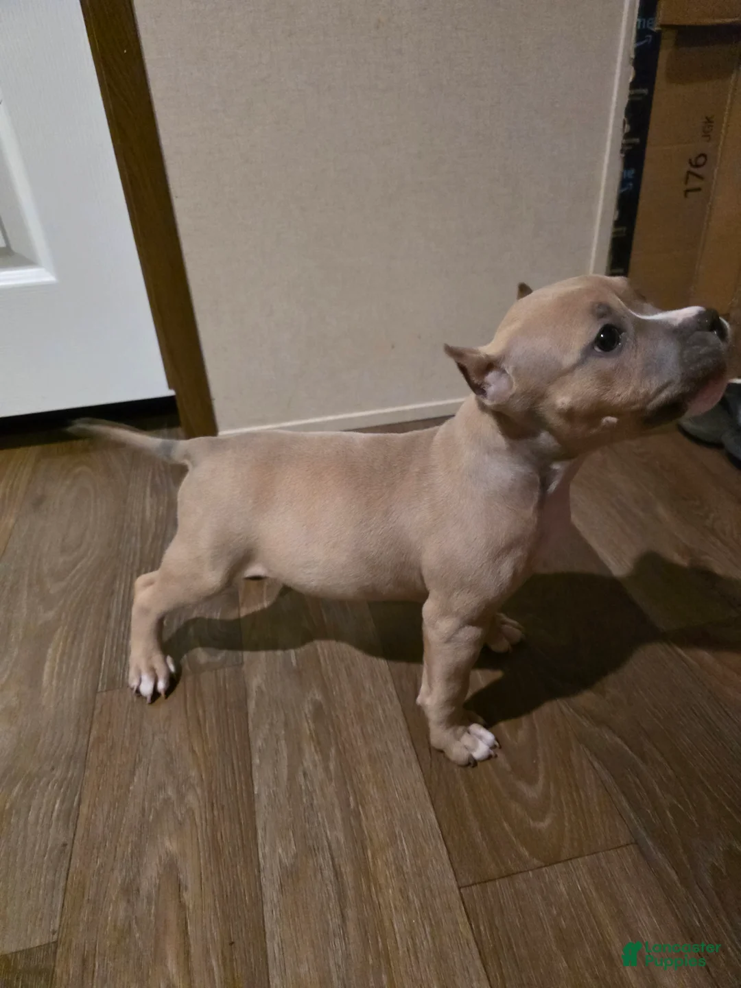 American Bully dogs for sale: American Bully Puppy 2 - Ad 2