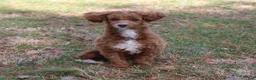 Miniature Poodle dogs for sale: Teddy - House and Crate Trained - Ad 1