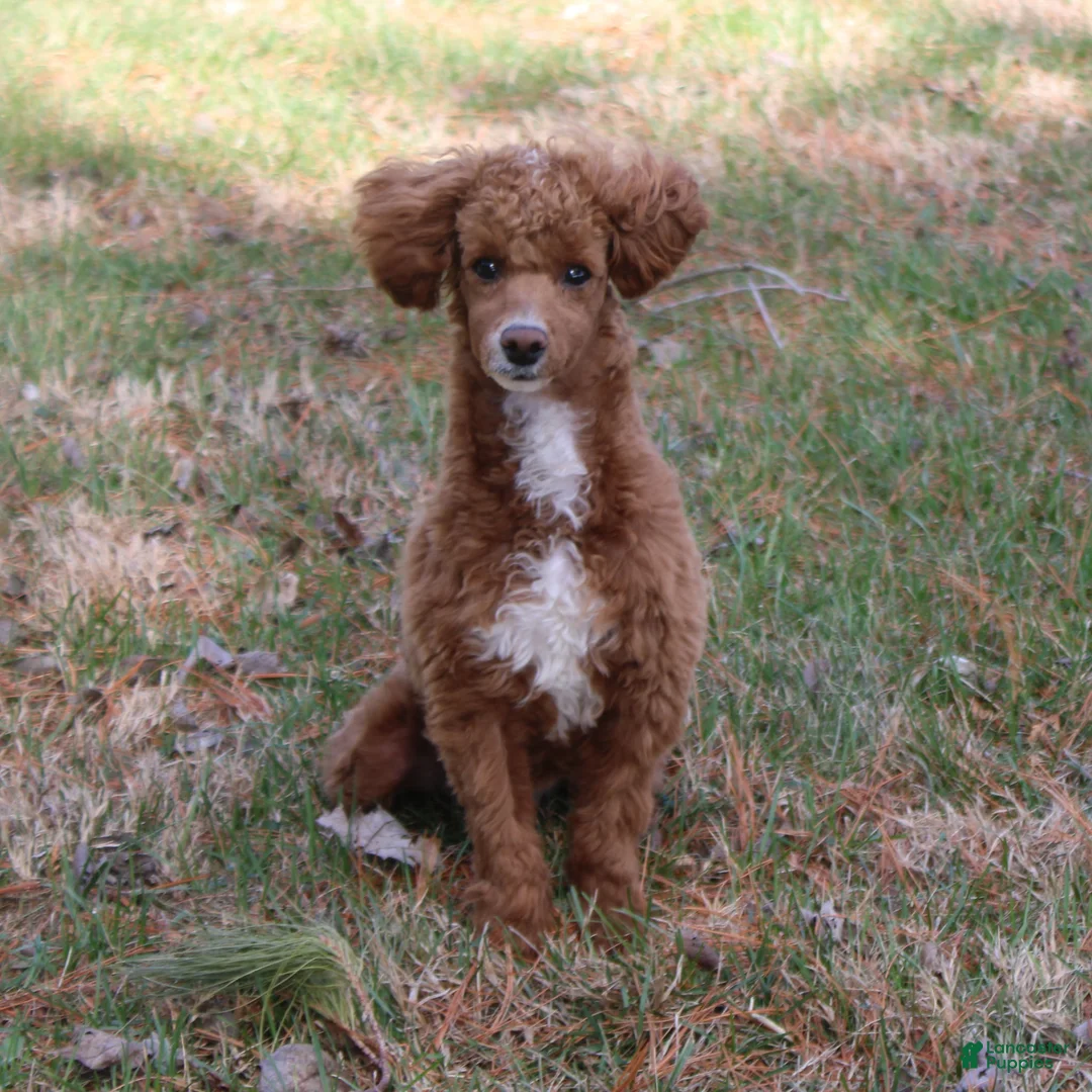Miniature Poodle dogs for sale: Teddy - House and Crate Trained - Ad 1