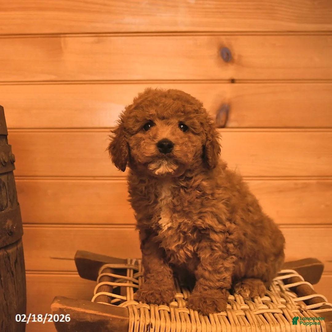 Mini Goldendoodle dogs for sale: Ruby  - Ad 3