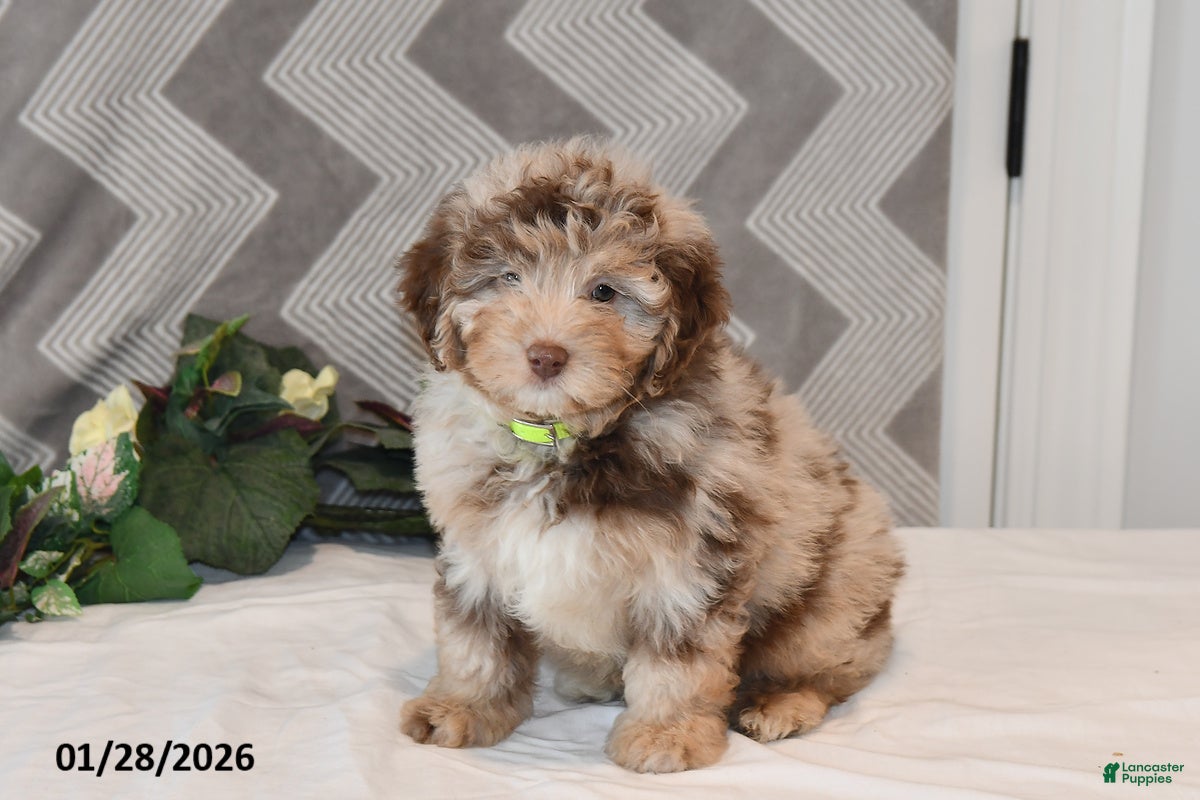 Mini Aussiedoodle dogs Arno - Ad 4