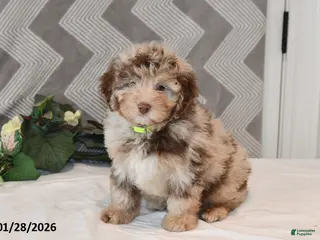 Mini Aussiedoodle dogs Arno - Ad 4