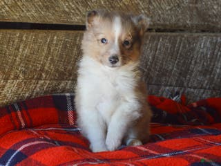 Sheltiedoodle dogs Elliot - Ad 6
