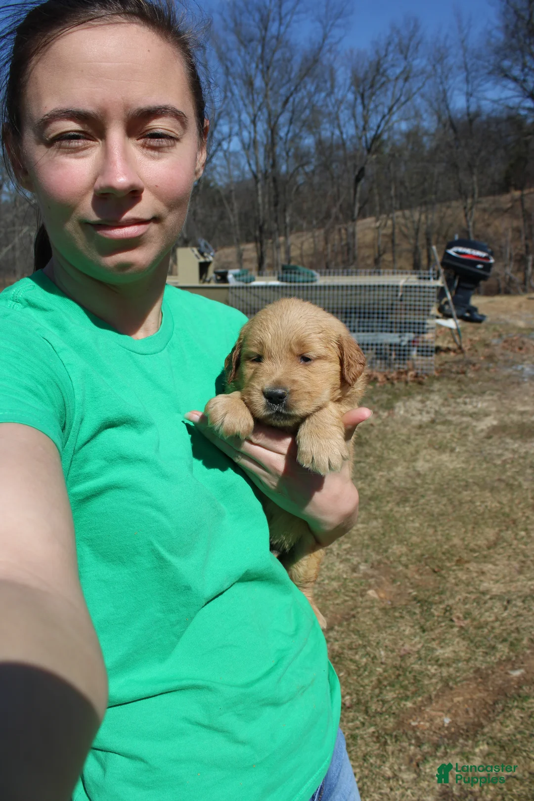 Golden Retriever dogs for sale: Cup - Ad 2