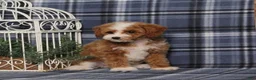 Miniature Poodle dogs for sale: Xoey (Irish Spotting) - Ad 9