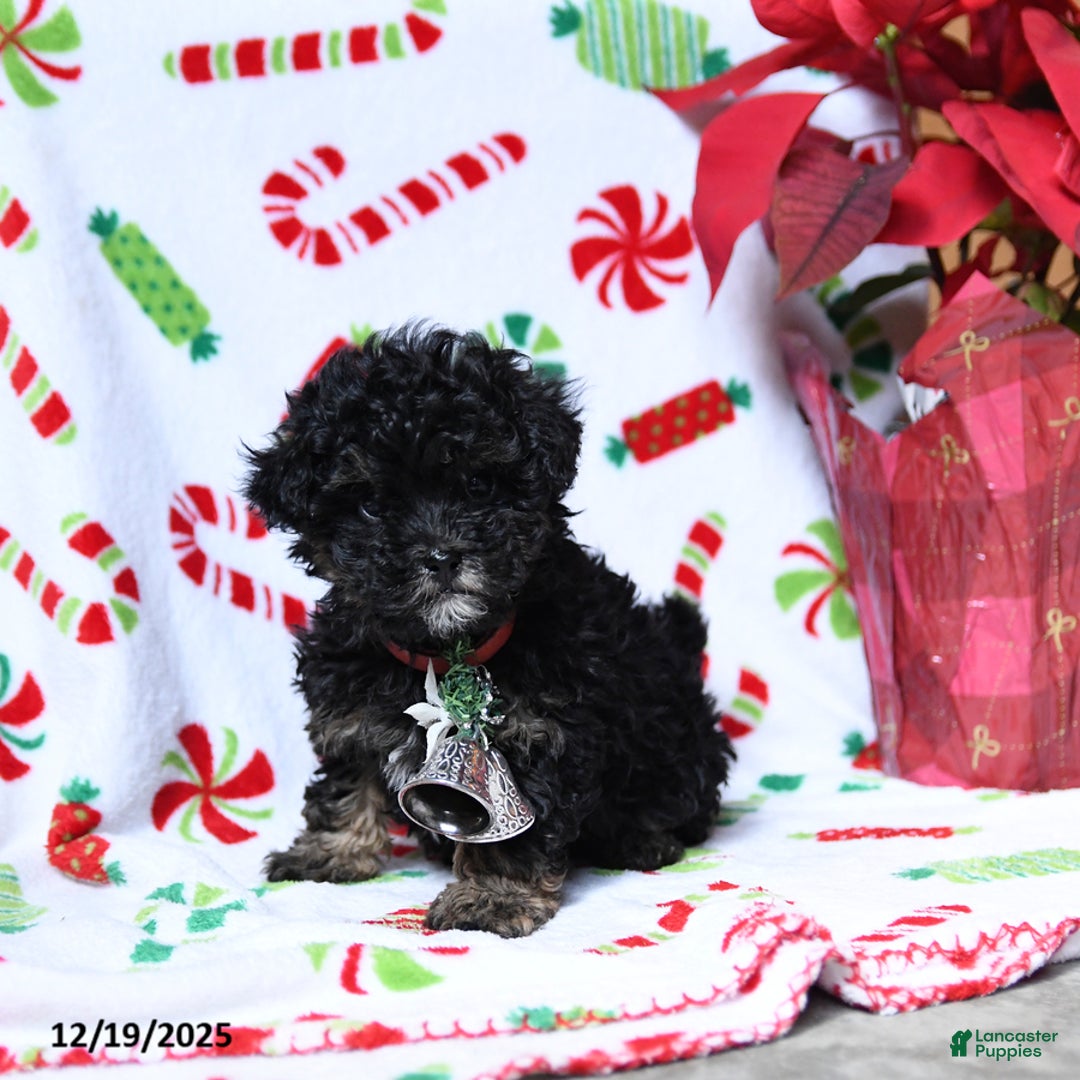 Maltipoo dogs for sale: Santa   - Ad 1