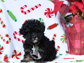 Maltipoo dogs Santa - Ad 28
