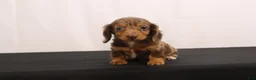 Dachshund dogs for sale: Pinto - Ad 11