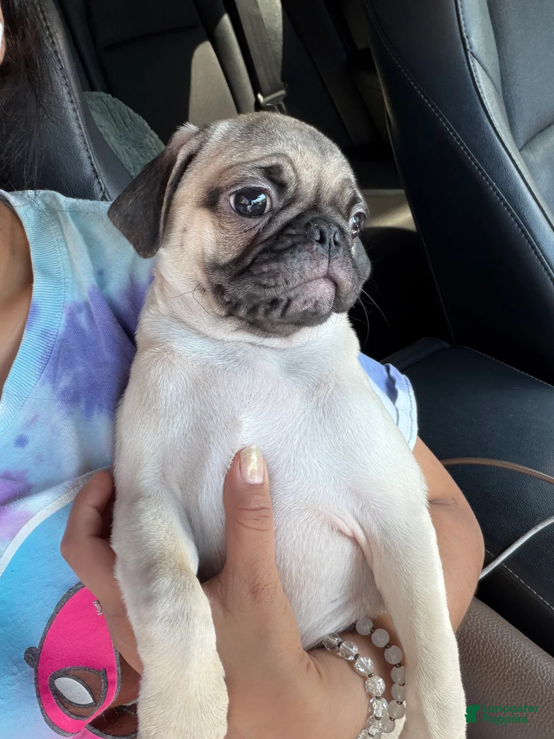 Pug dogs for sale: Julian - Ad 2