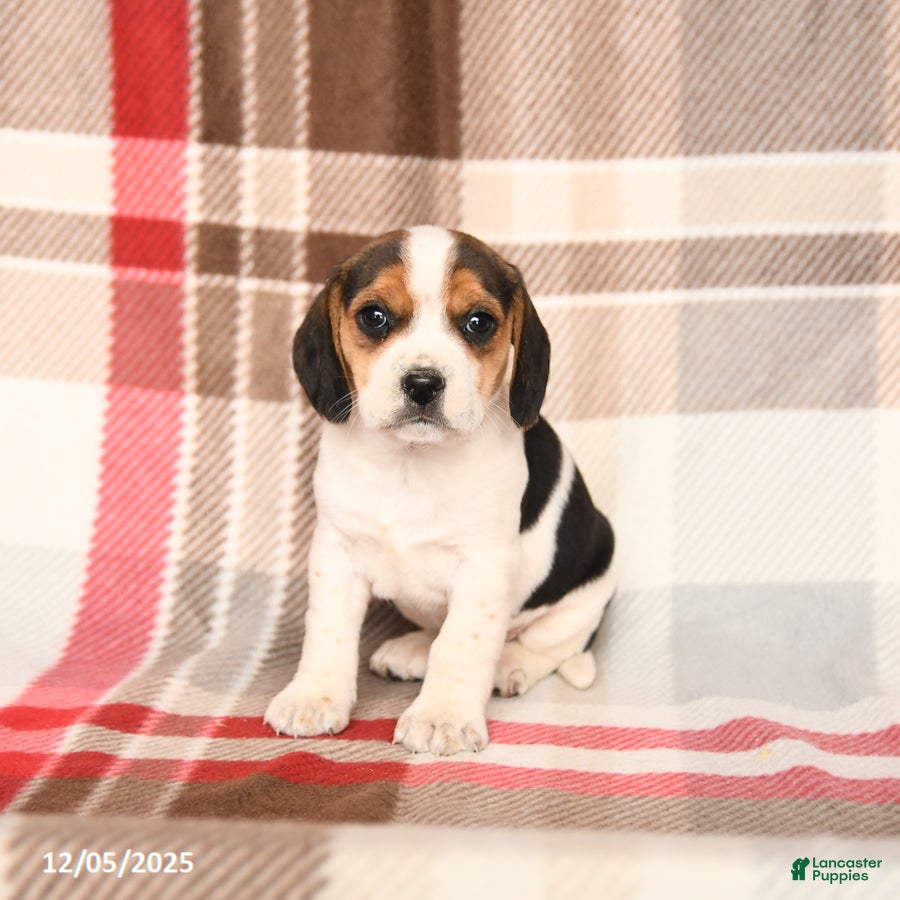 Beagle dogs Lucy - Ad 31