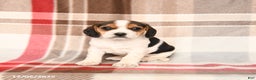 Beagle dogs for sale: Lucy - Ad 1