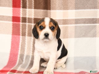 Beagle dogs Lucy - Ad 18