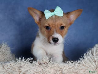 Welsh Corgi Pembroke dogs Maggie - Ad 23