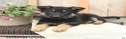 German Shepherd dogs for sale: Dandelion - Ad 3