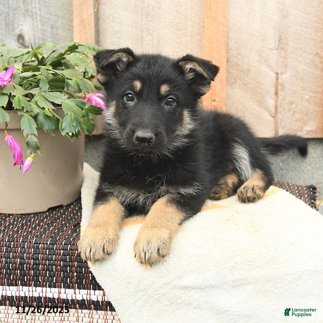 German Shepherd dogs for sale: Dandelion - Ad 3