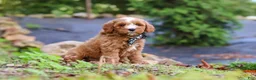 Mini Goldendoodle dogs for sale: Everly - Ad 3