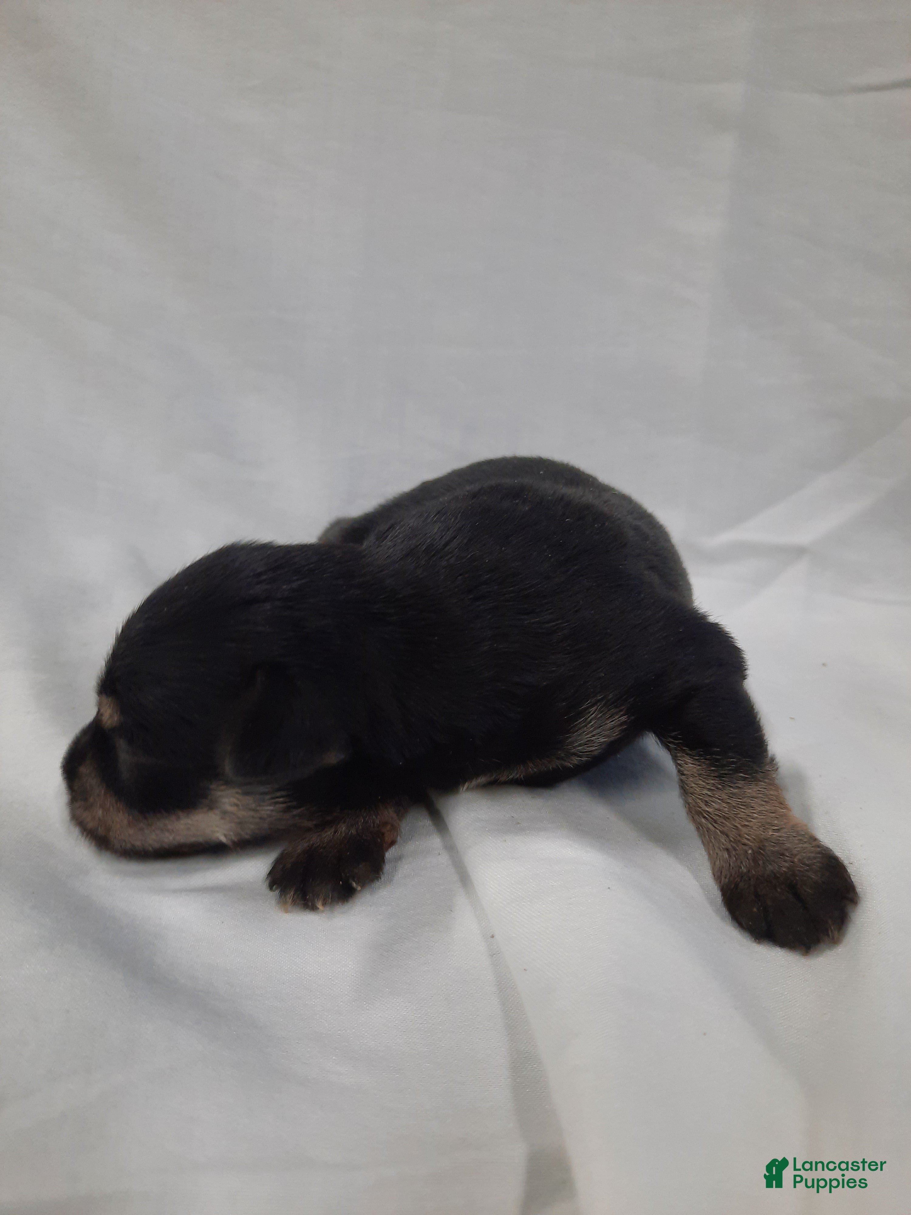Miniature Schnauzer dogs AKC Sadie - Ad 1