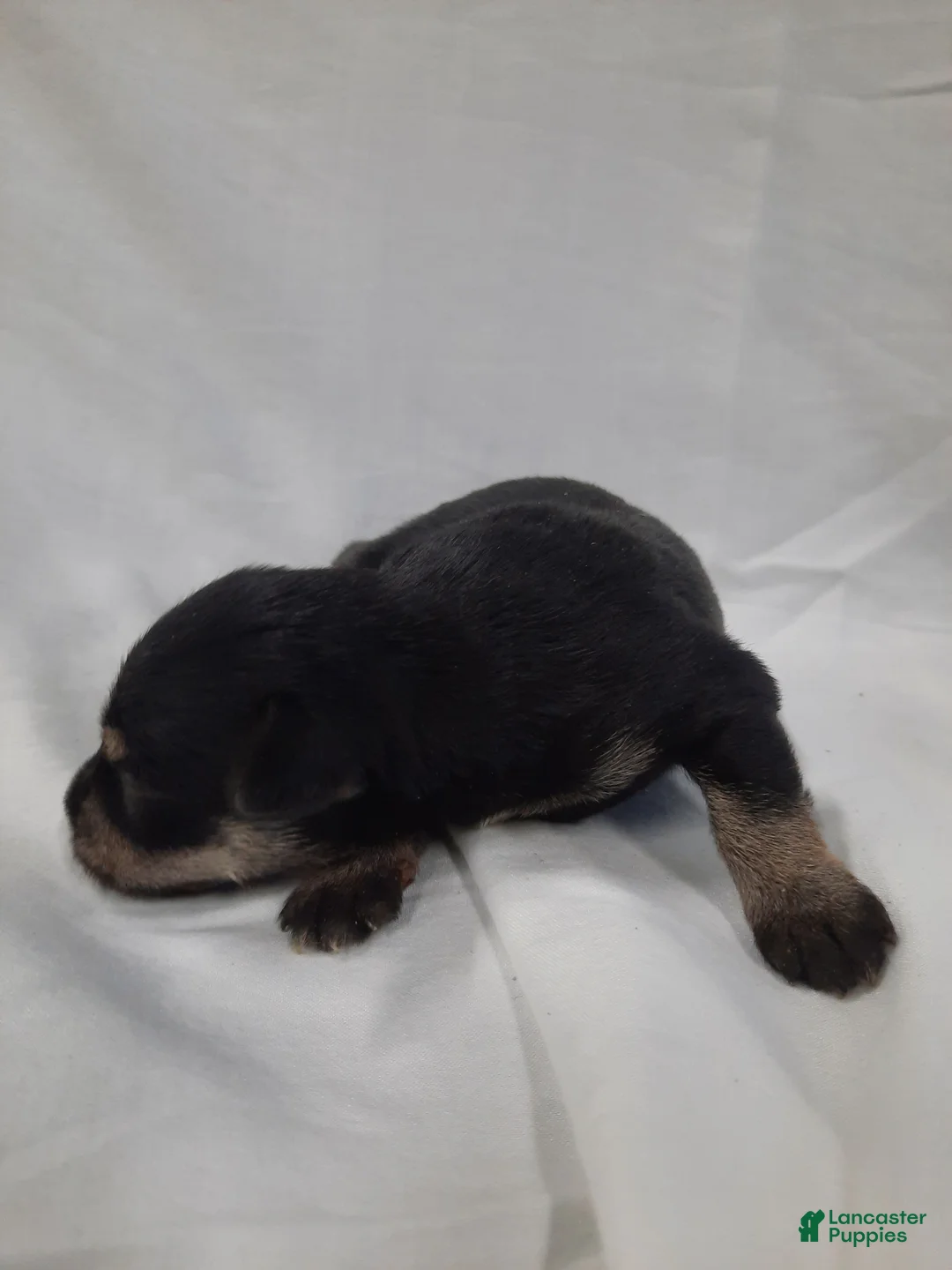 Miniature Schnauzer dogs for sale: AKC Sadie - Ad 1