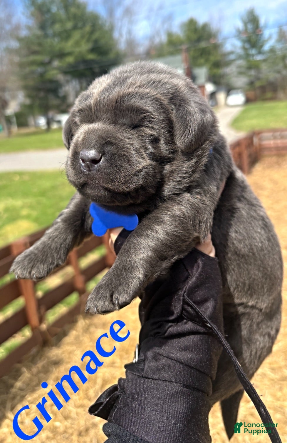 Labrador Retriever dogs Labrador Retriever Puppy 2 - Ad 1