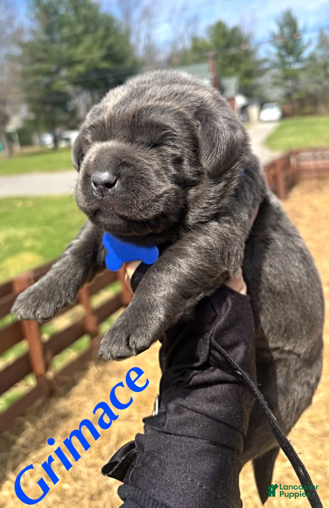 Labrador Retriever dogs for sale: Labrador Retriever Puppy 2 - Ad 1