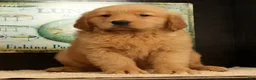 Golden Retriever dogs for sale: Jane - Ad 9