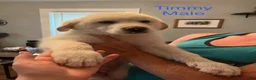 Great Pyrenees dogs for sale: Timmy - Ad 1